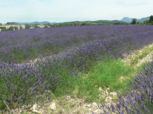 Lavande - Teyssières